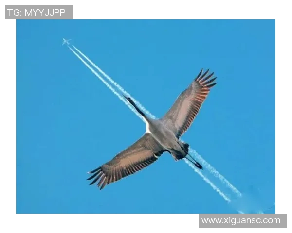 鸟栖沙岩与札的奇妙对比探讨自然与人文的交融之美